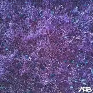 MrJonnyBatch Tribal House [WAV]